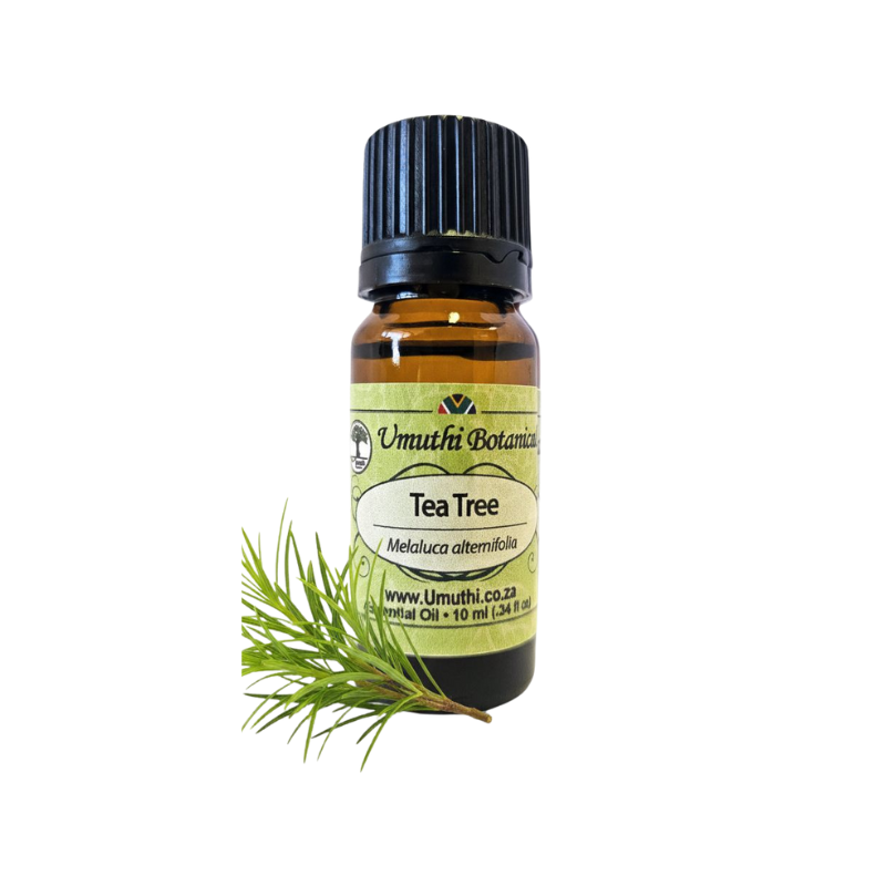 Umuthi Tea Tree Common (Melaluca alternifolia)