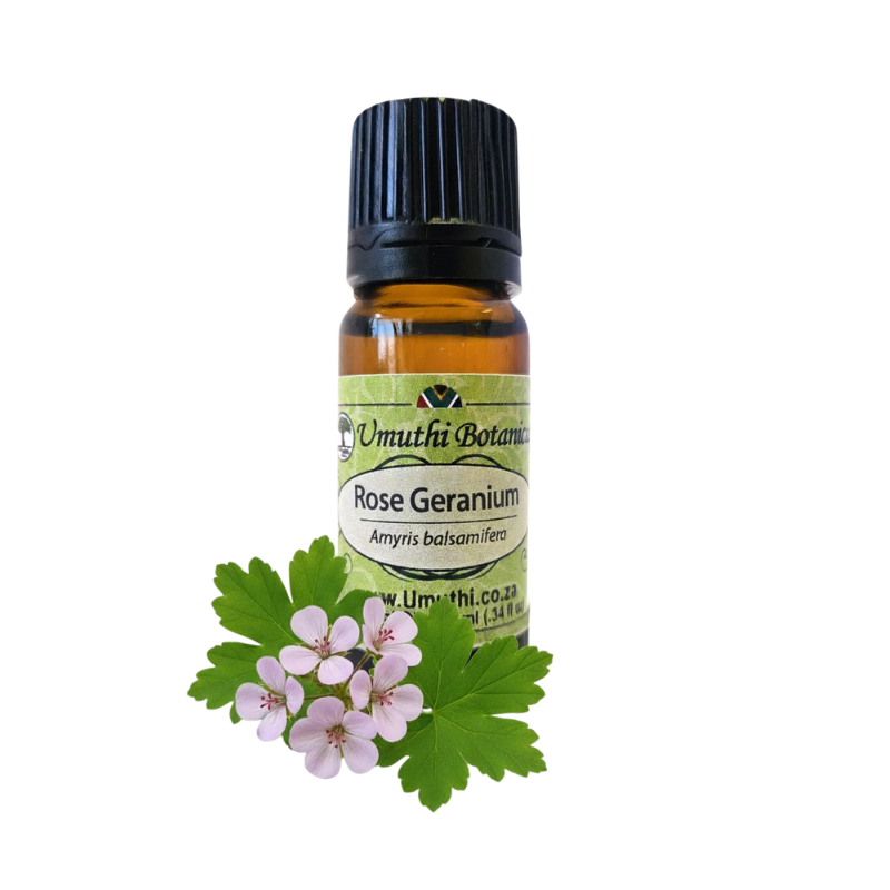 Umuthi Rose Geranium (Pelargonium graveolens)