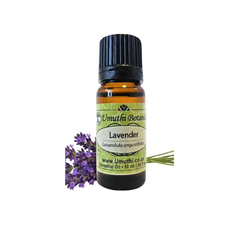 Umuthi Lavender (Lavendula augustifolia)