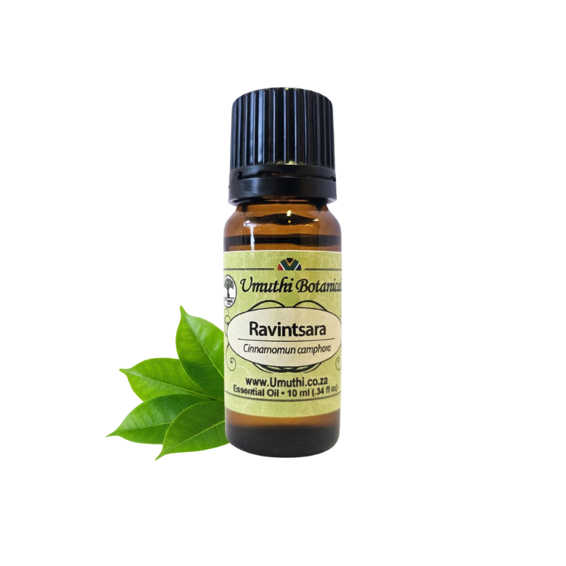 Umuthi Ravintsara (Cinnamomun Camphora sp)