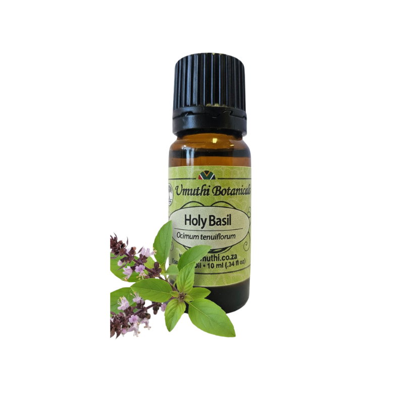 Umuthi Basil, Holy (Ocimum tenuiflorum)