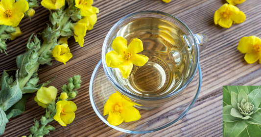 Discover the Health Benefits of Mullein Leaves