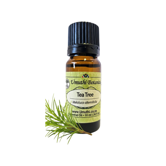 Umuthi Tea Tree Common (Melaluca alternifolia)