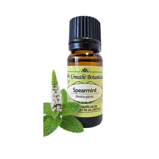Umuthi Spearmint (Mentha spicata)