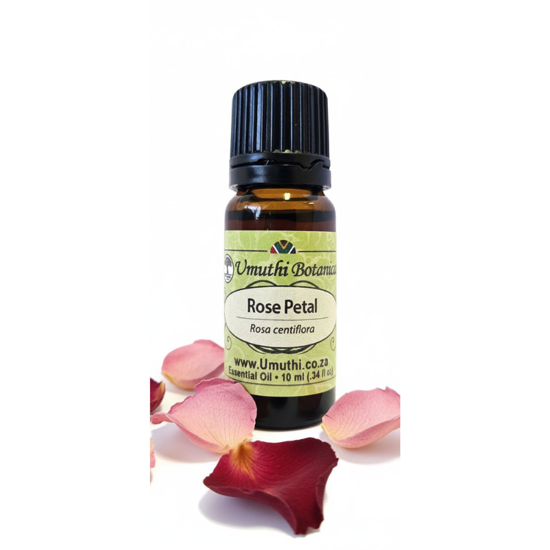 Umuthi Rose (Rosa centiflora)