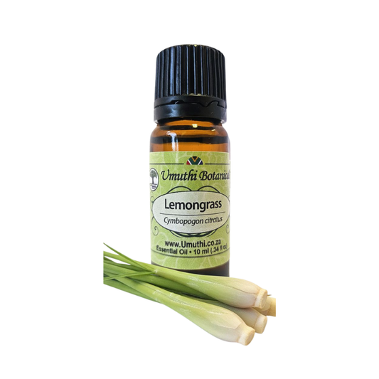 Umuthi Lemongrass (Cymbopogon citratus)