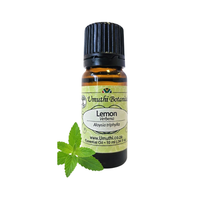 Umuthi Lemon Verbena (Aloysia triphylla)