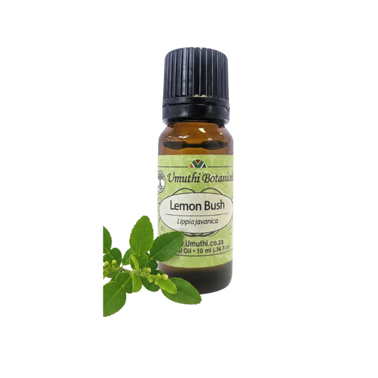 Umuthi Lemon Bush (Lippia javanica)