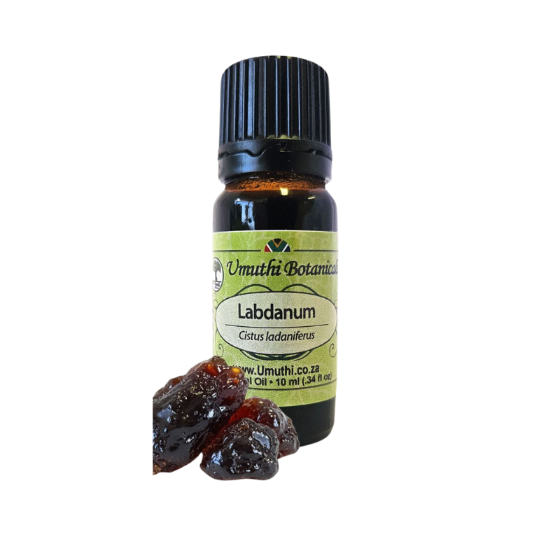 Umuthi Labdanum, Cistus, Rockrose (Cistus ladaniferus)