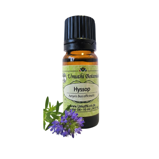 Umuthi Hyssop (Hyssopus officinalis)