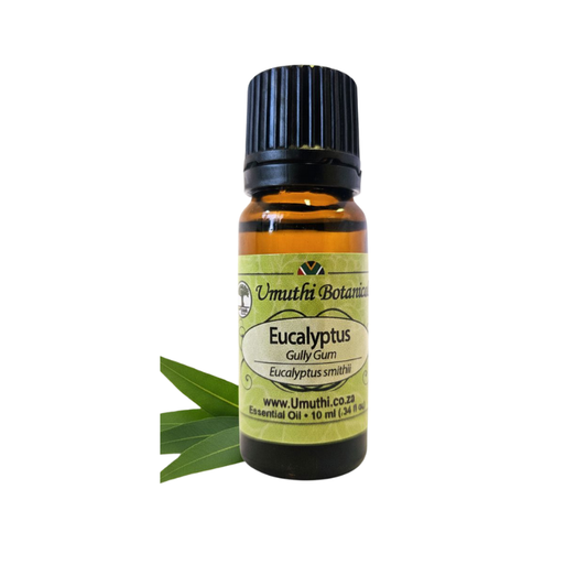 Umuthi Eucalyptus Gully Gum (Eucalyptus smithii)