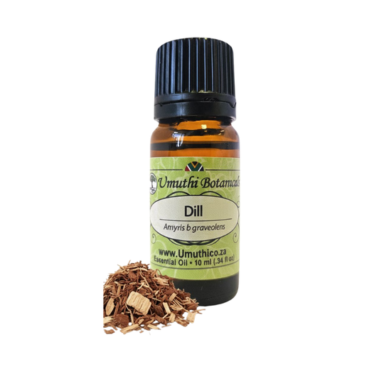 Umuthi Dill (Anethum  graveolens)