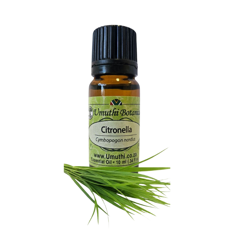 Umuthi Citronella (Cymbopogon nardus)