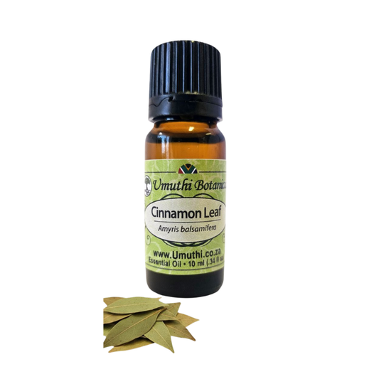 Umuthi Cinnamon Leaf (Cinnamomum zeylanicum)