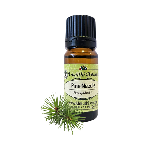 Umuthi Pine Needle (Pinus palustris)