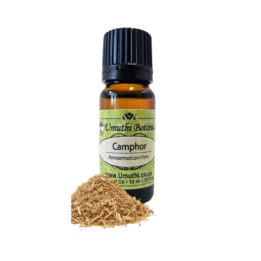 Umuthi Camphor (Cinnamomum camphora)