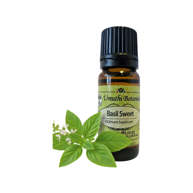 Umuthi Basil Sweet (Ocimum basilicum)