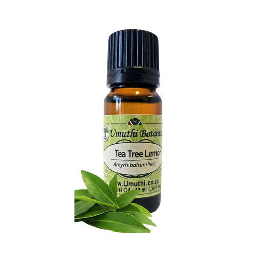 Umuthi Tea Tree Lemon (Leptospermum petersonii)