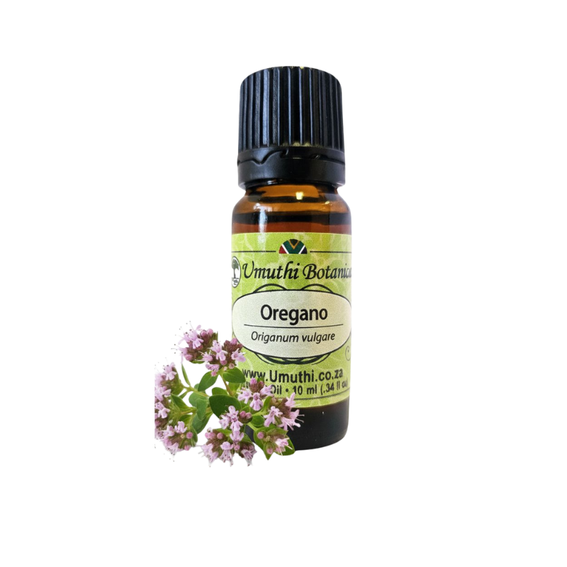 Umuthi Oregano (Origanum vulgare)